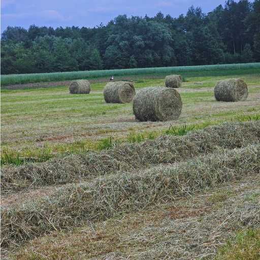 Siano majowe łąkowe dla królika 6 kg + rożek Marchewkowy Gratis