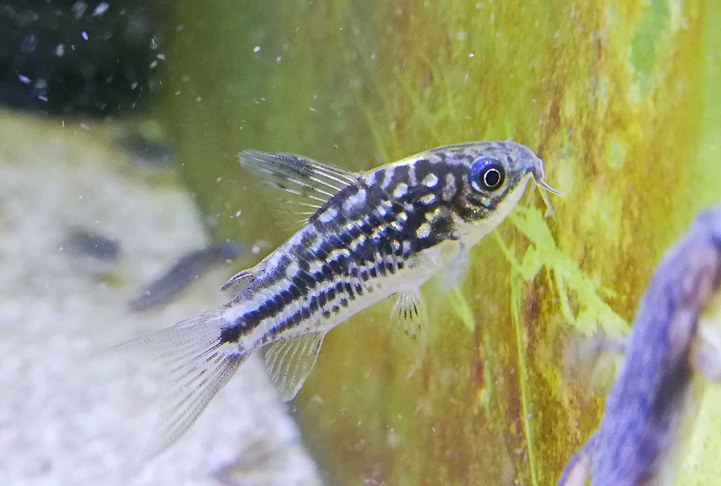 Corydoras nanus (Kirys mały ) - AQUASZOP