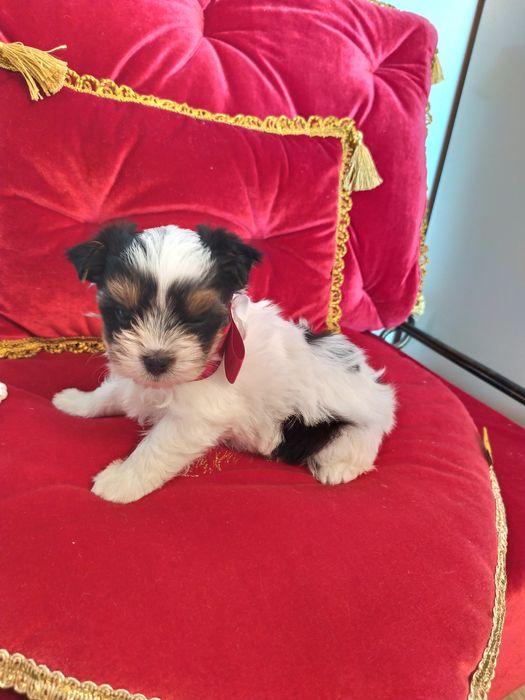 Śliczna suczka Dina z metryką ZkwP/FCI Biewer Yorkshire terrier.