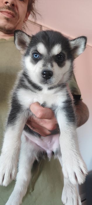 Сибірський хаскі - очки мозаїка