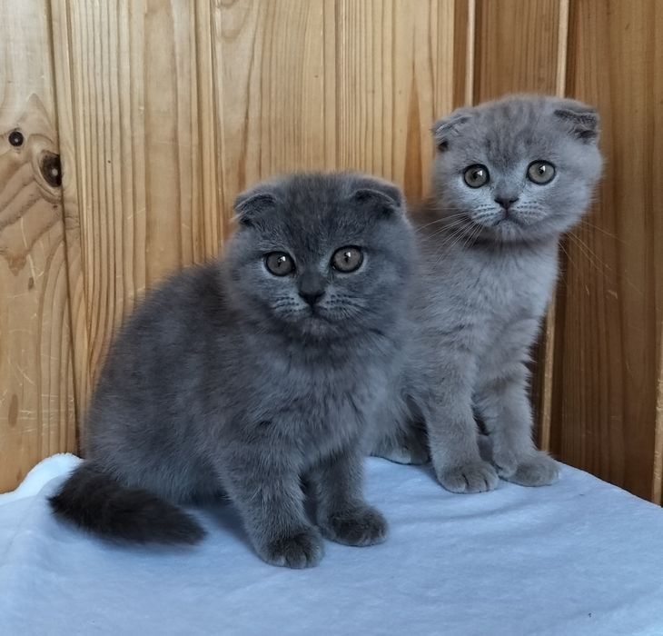 Шотландські фолдочки