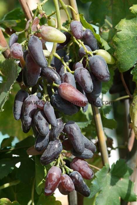 Vides DEDO de BRUXA TINTA comprida