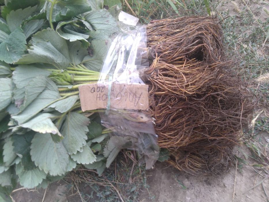 Свіжокопана та касетна розсада полуниці. Саженцы Клубники. Доставка