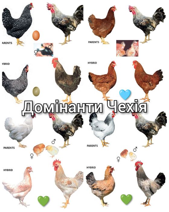 Інкубаційне яйце Домінанти Чехія