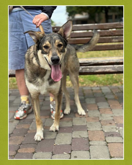 Великий пес класний молодий кобель даром відам бесплатно