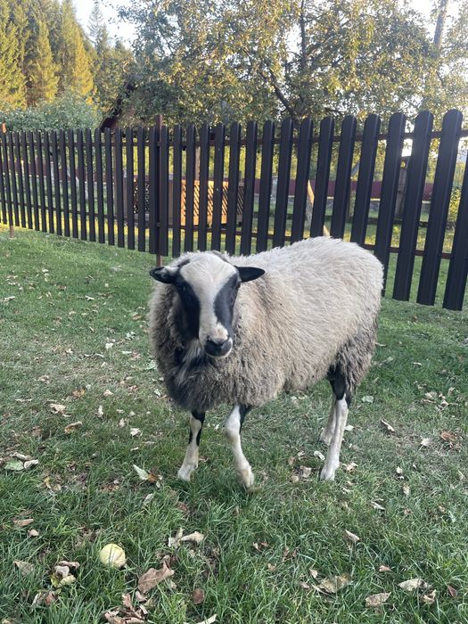 Продам баранчика , Романівської породи
