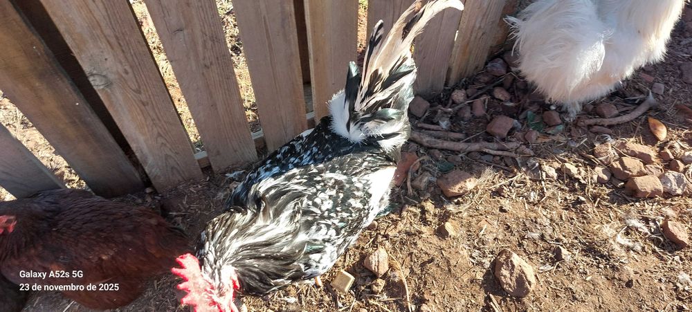 Frangos e Galos do Campo