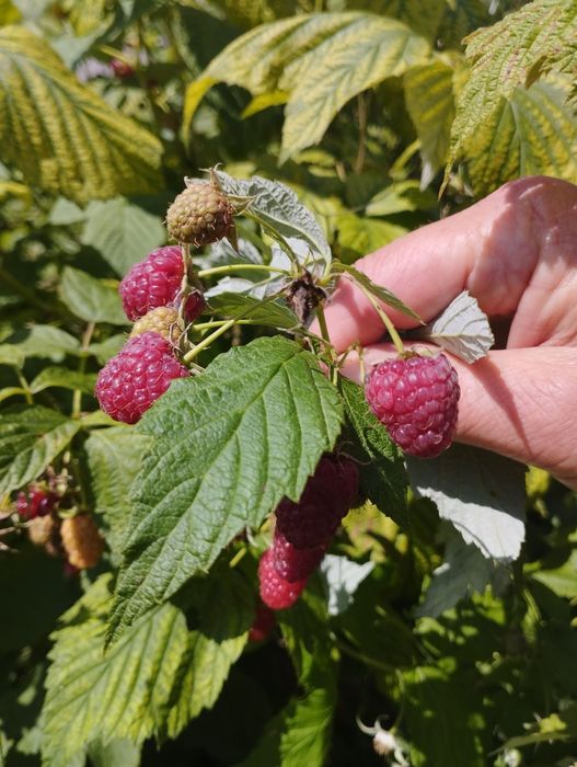 Малина Ремонантна