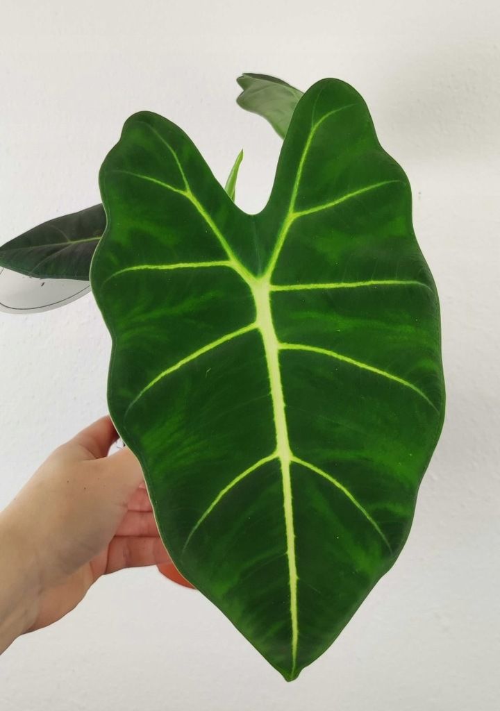 Alokazja Alocasia Frydek Piękna 35 cm