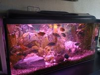Akwarium 120 l z filtrem Fluval 250 80szer.40 wys.35 gł.