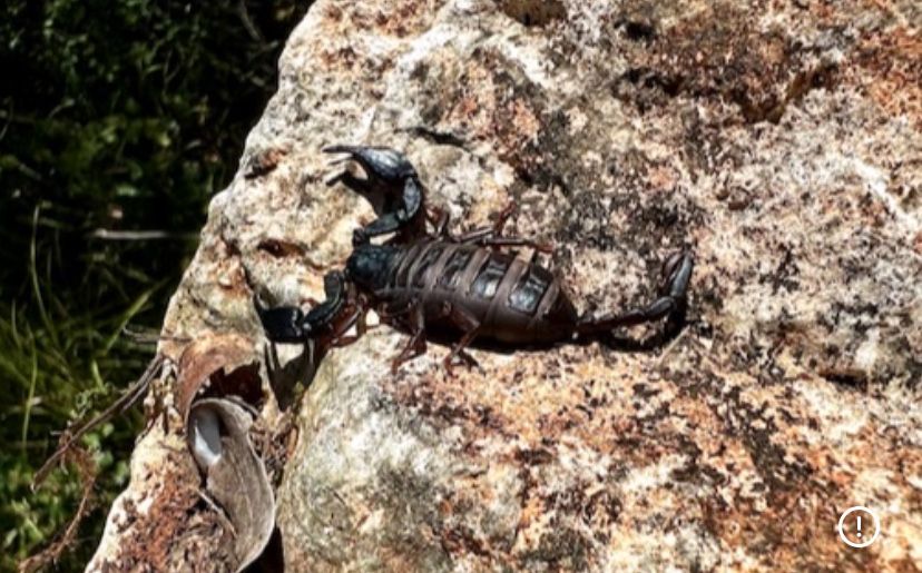 Skorpion Euscorpius italicus l2 x 10