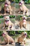 Suczka American staffordshire terrier