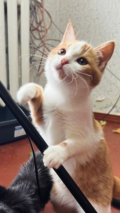 Отдам рыже-белого котенка, девочка, 3 месяца