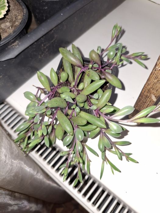 Роулі вареегатне