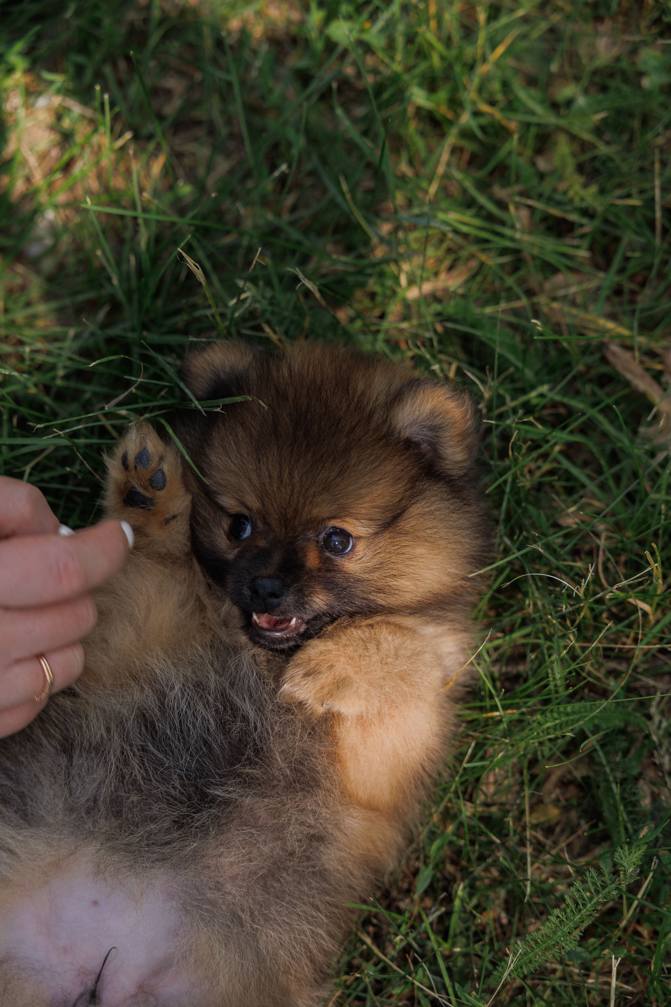 Pomeranian Szpic Miniaturowy FCI/ZKwP