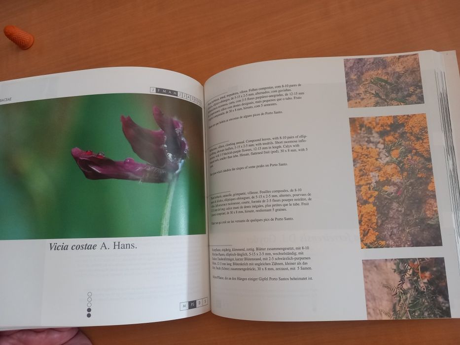 Flora Endémica da Madeira de Roberto Jardim e David Francisco