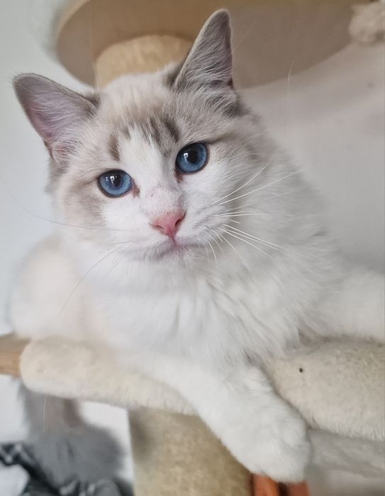 Koteczka Ragdoll blue bicolor lynx
