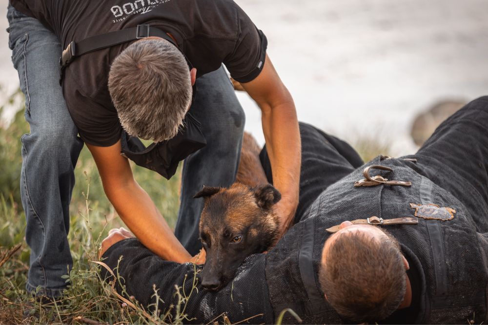 Дрессировка собак Днепр/K-9 Aus Sursko-Litovsk