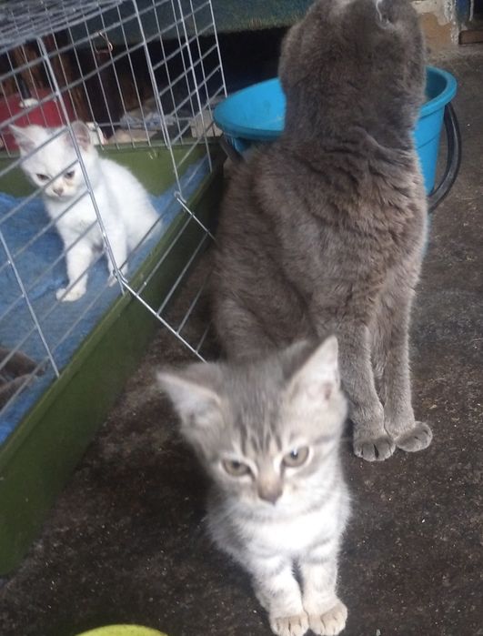 Котенята британські