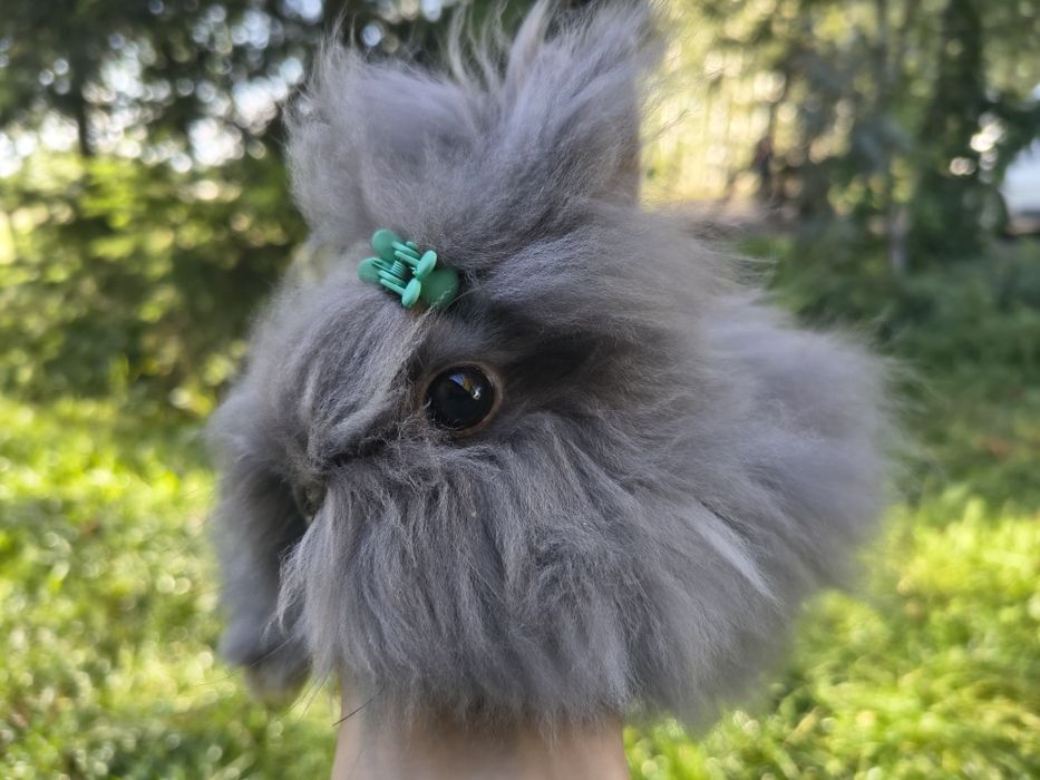 Mini / Karzełek teddy /cudne maleństwa / teddy