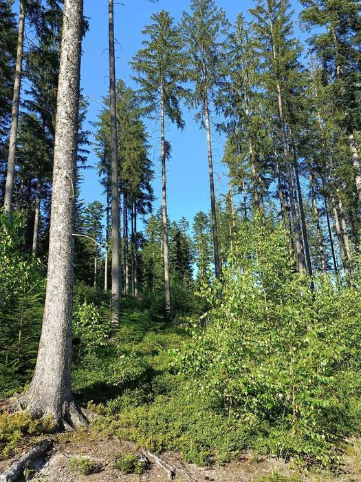 Istebna Domki całoroczne wolne terminy