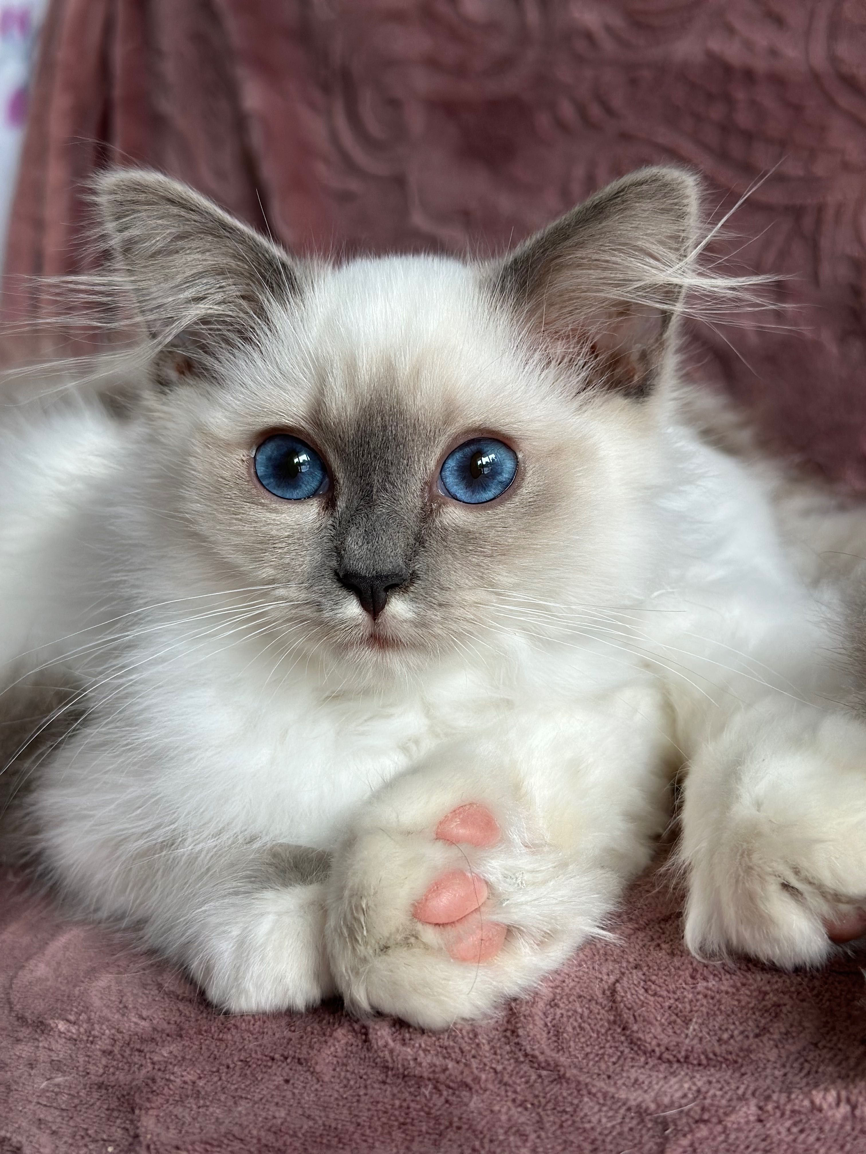 Słodka koteczka ragdoll