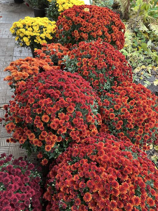 Продам хризантему різну, бересклет, самшит, хризантему різну, хости