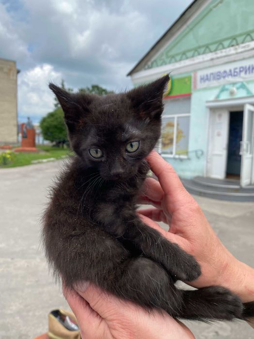 Вiддаем в надiйну родину