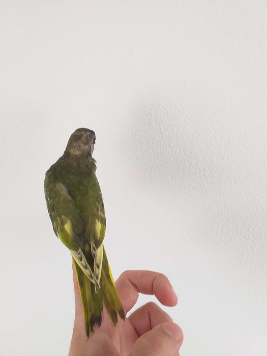Neophema Splendida / esplêndido