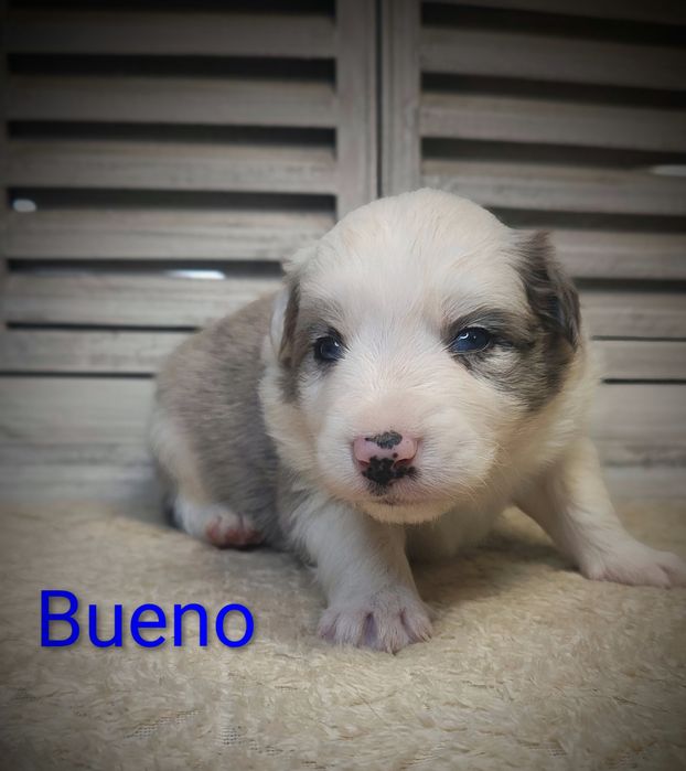 Border collie piesek Blue merle przebadani rodzice