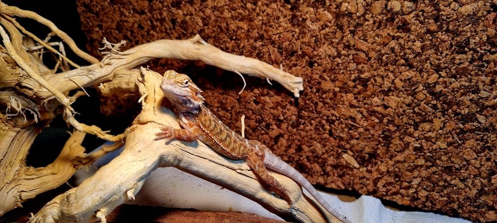 Agamy brodate młode