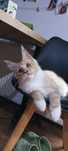Kremowy kocurek Maine Coon wymiana