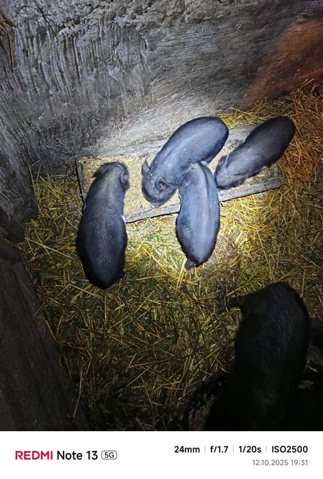 Продам в'єтнамські поросята