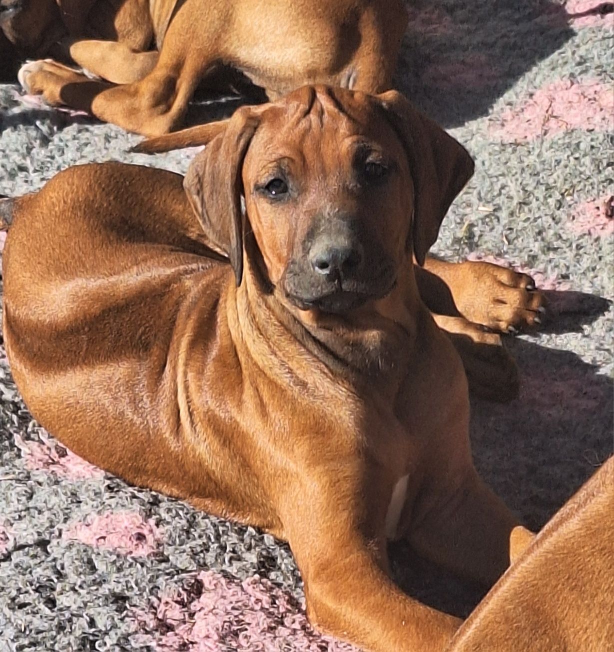 Rhodesian Ridgeback,suczka