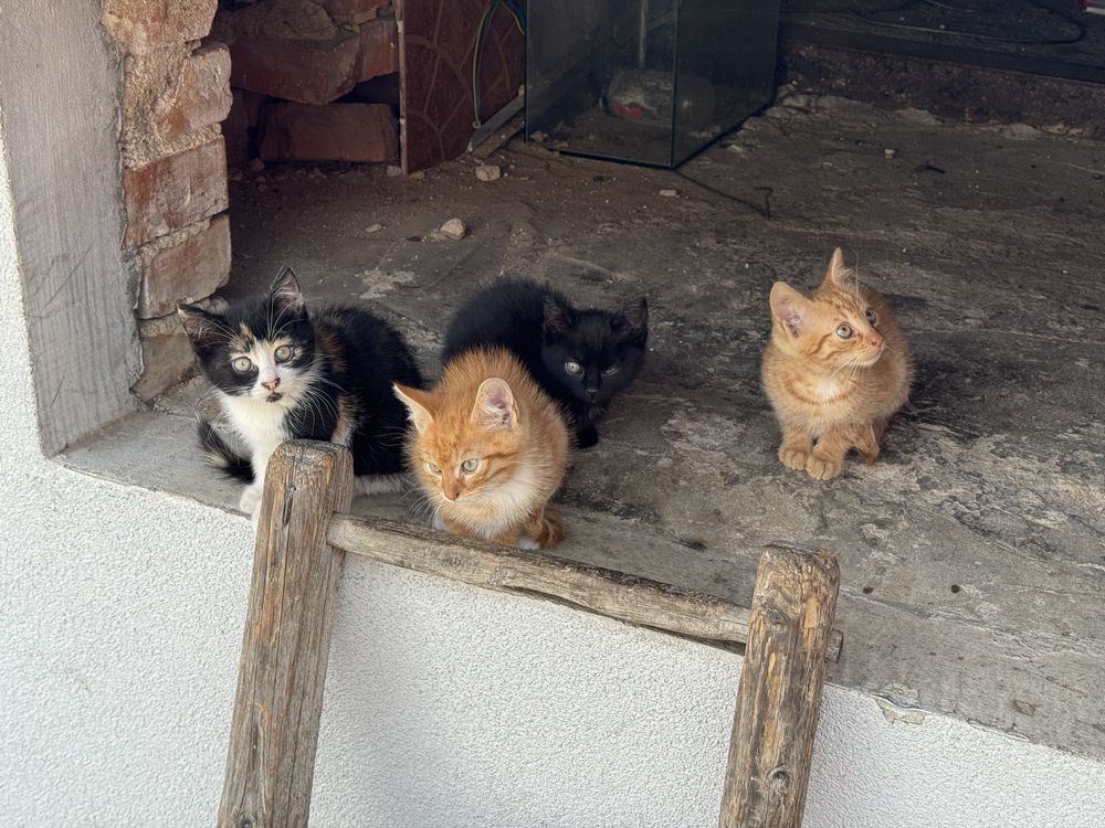 Oddam kotki do adopcji