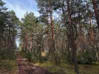 Duza działka leśna z możliwością budowy POPOWO LETNISKO 3671m2