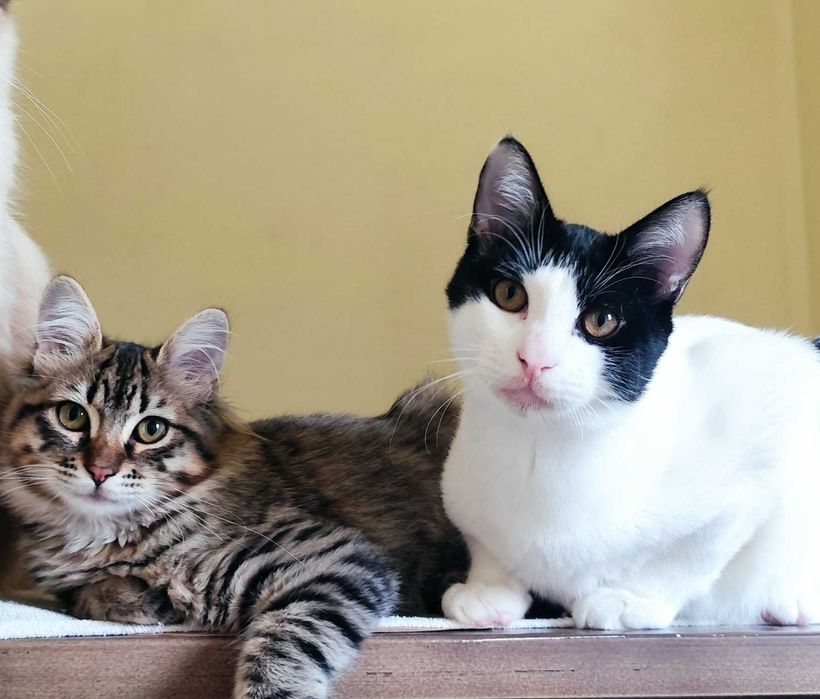 Gatinhos para adoção conjunta