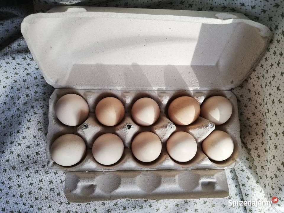 Jaja lęgowe  zielononóżek