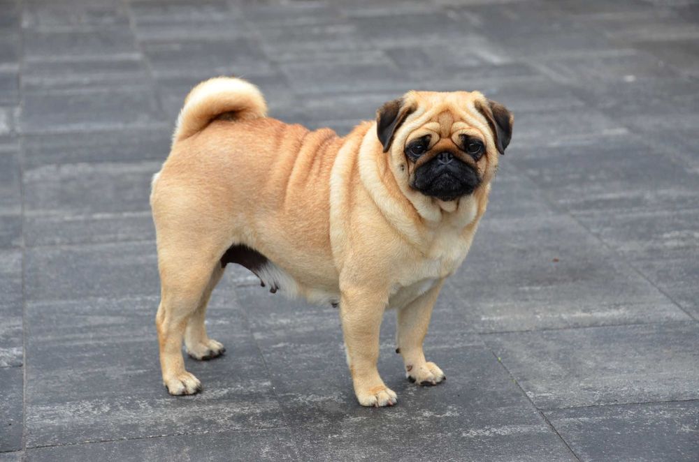 Цуцик 4.5 міс неймовірного коліру