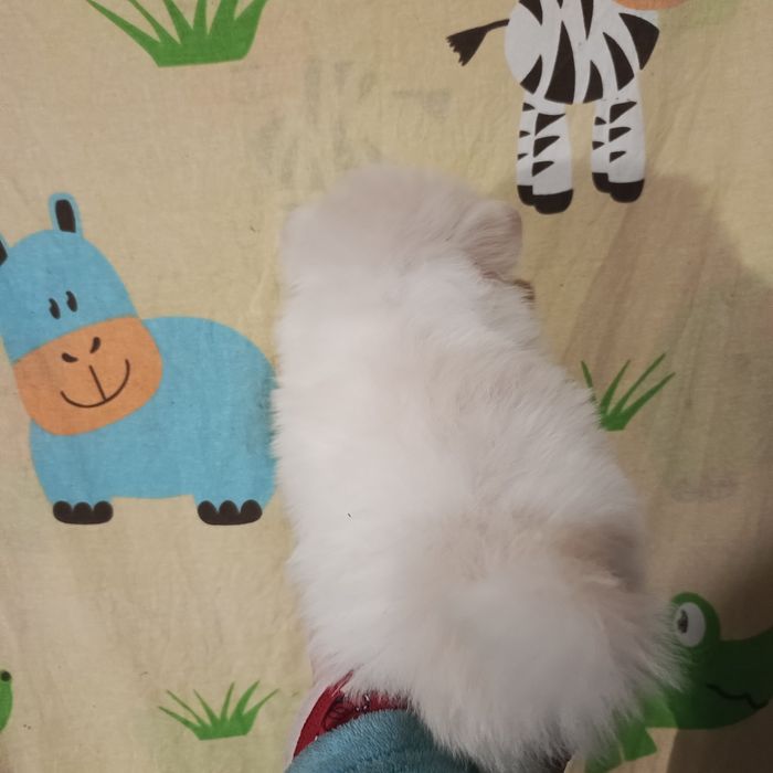 Мальчик крем шпиц