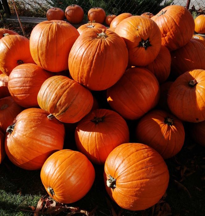 Dynia olbrzymia pomarańczowa okrągła Halloween OSTATNIE SZTUKI!