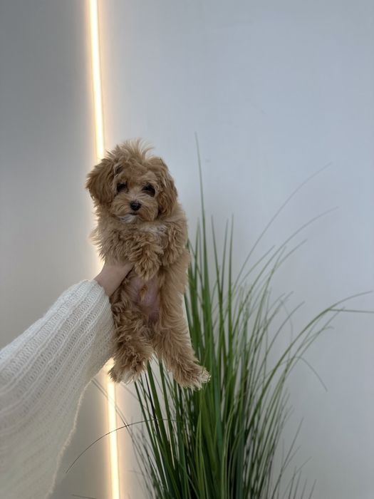 Vip teddy micro Мальтипу