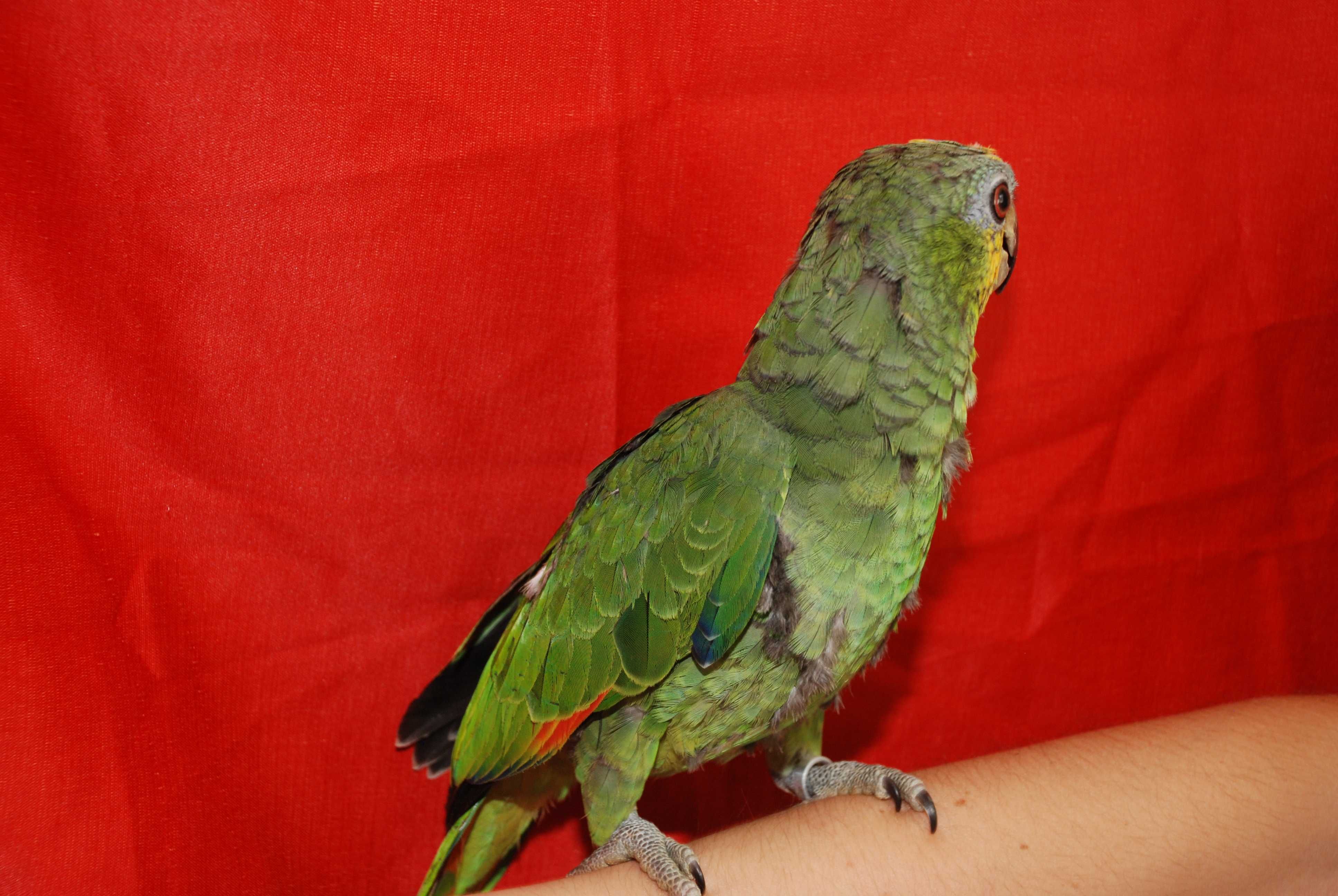Амазон венесуэльский - говорящий зеленый попугай