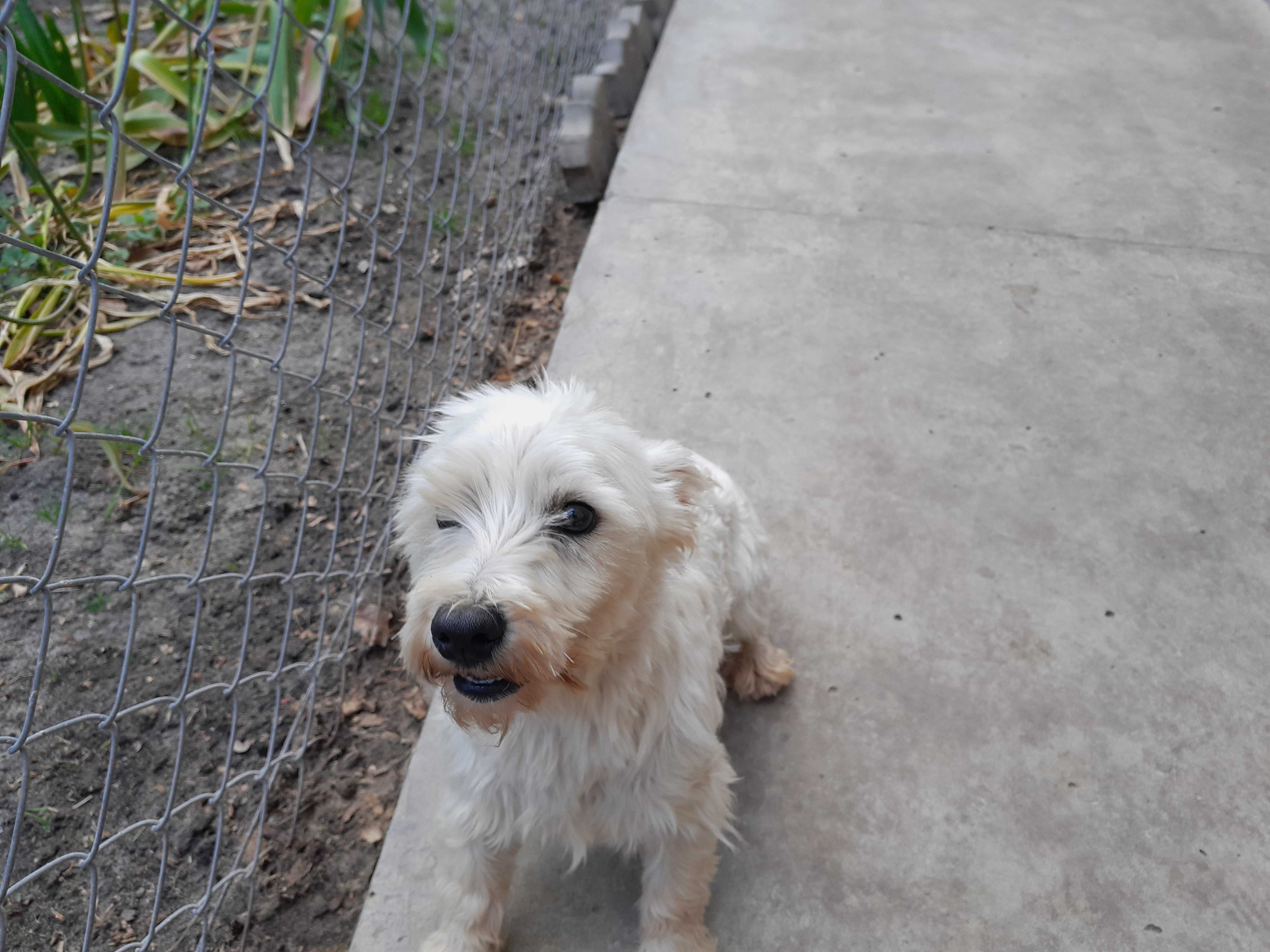 West Highland White Terrier