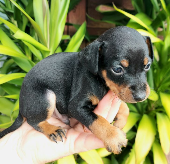 Pinscher miniatura  preto afogueado