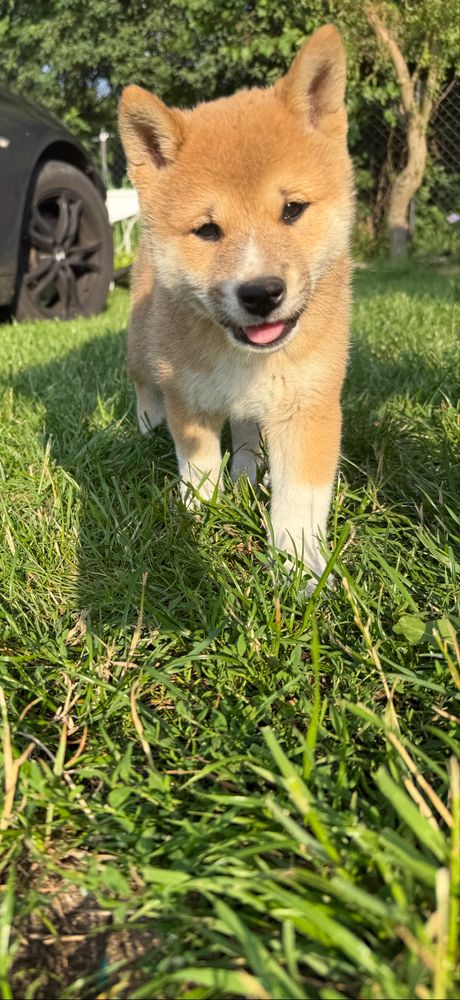 Shiba inu PIES gotowy do odbioru
