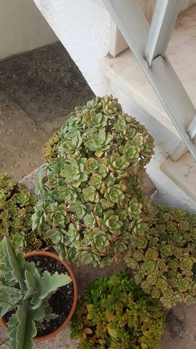 Plantas lindas com anos.oprtunidade