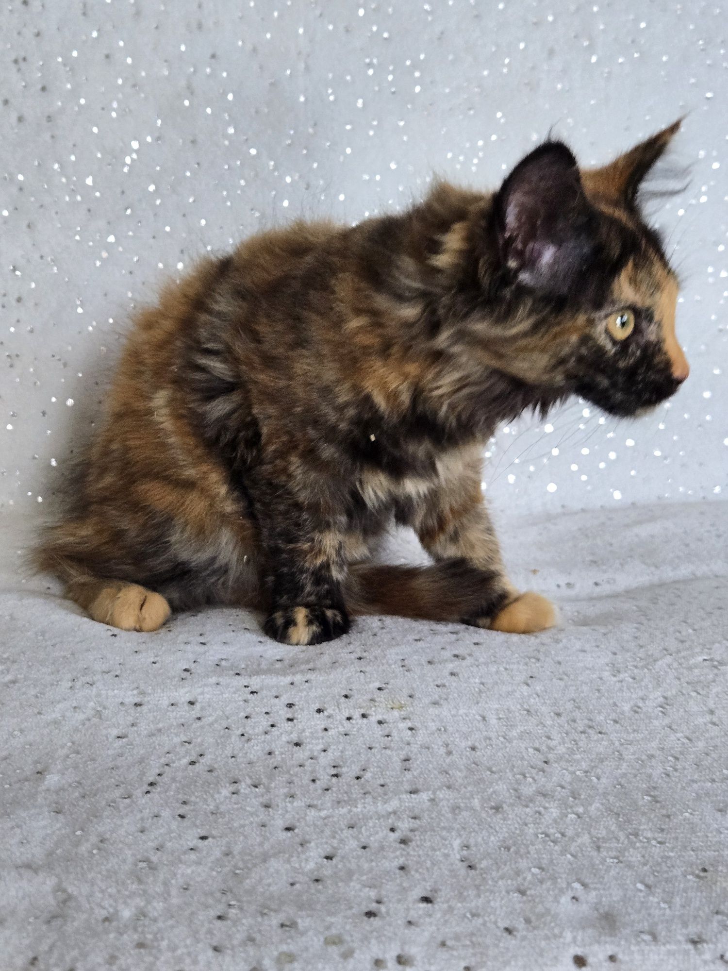 Maine Coon kotka gotowa do odbioru