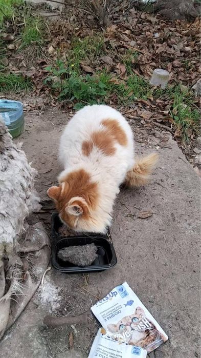 Кошеня в добрі руки, котик безкоштовно, рудий котик, кошеня, кот, кіт