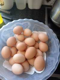 Vendo ovos de galinha